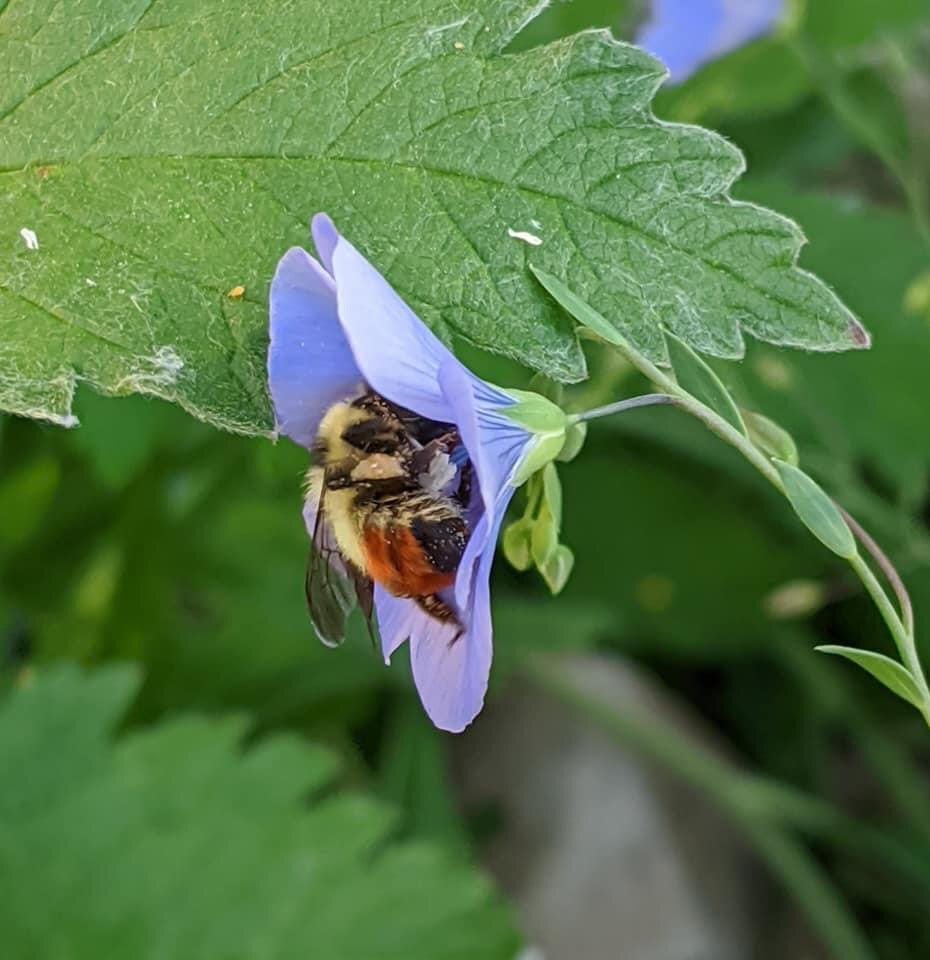 Bee-Box